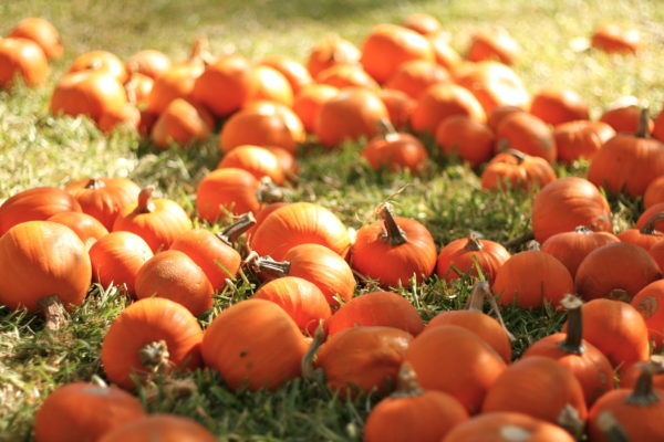 pumpkins mini