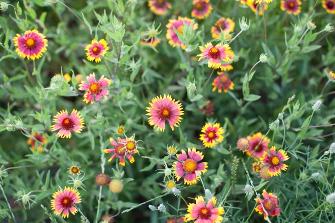 Love Austin: wildflowers