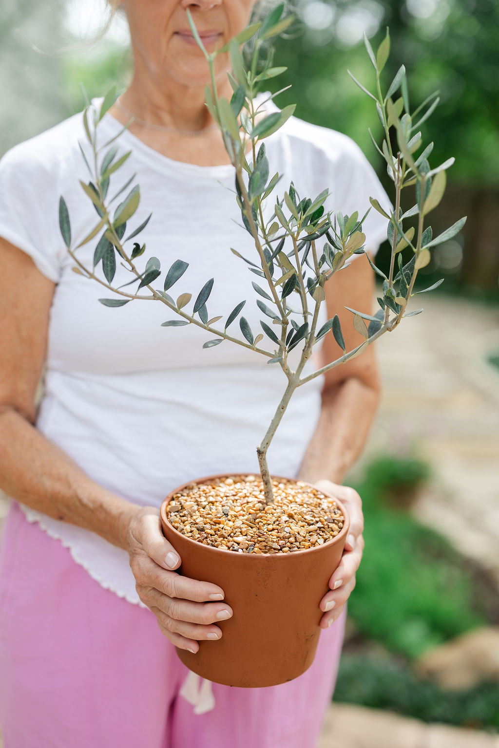 Tiny Olive in Terracotta - Image 3