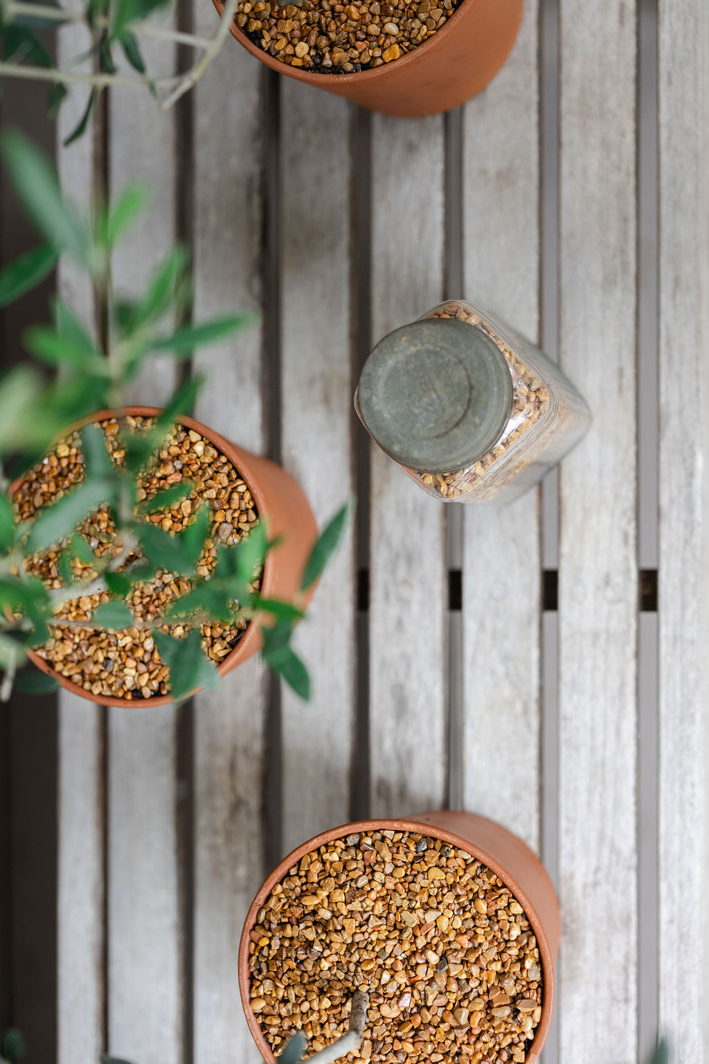 Tiny Olive in Terracotta - Image 2